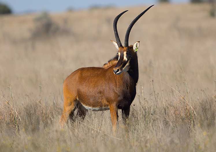 Sable cow L553, 33″, standing in the veld
