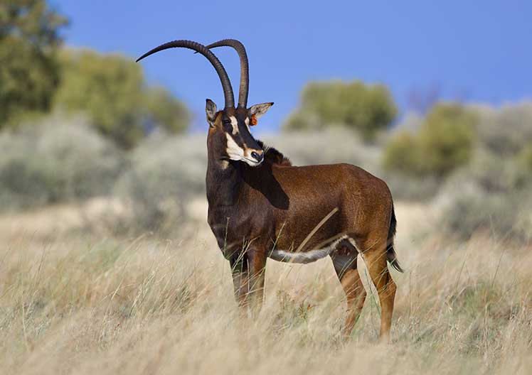 Sable cow O23, 40 2/8″, standing in the veld