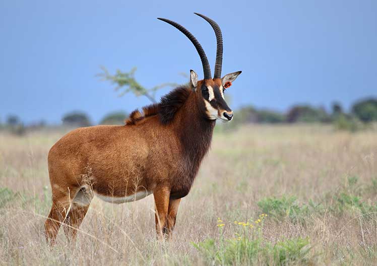 Sable cow O63, 35″, standing in the veld