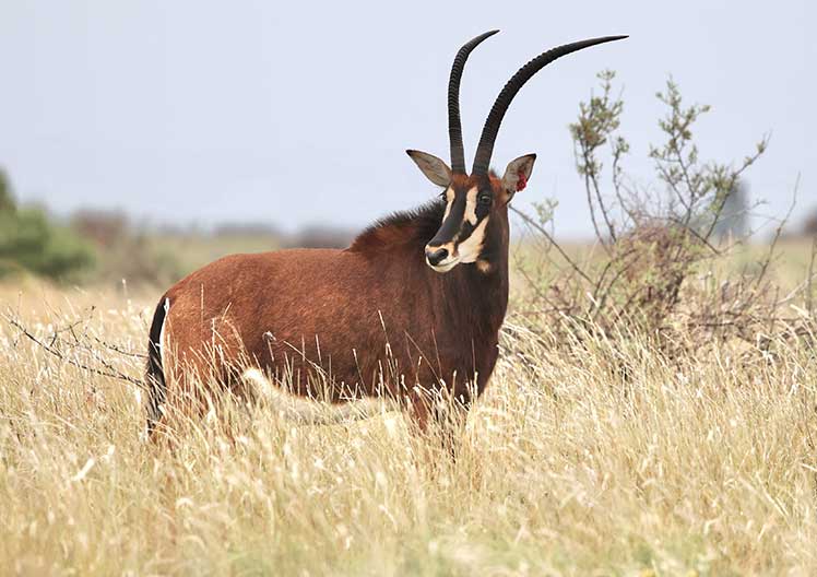 Sable cow R335, 34 2/8″, standing in the veld