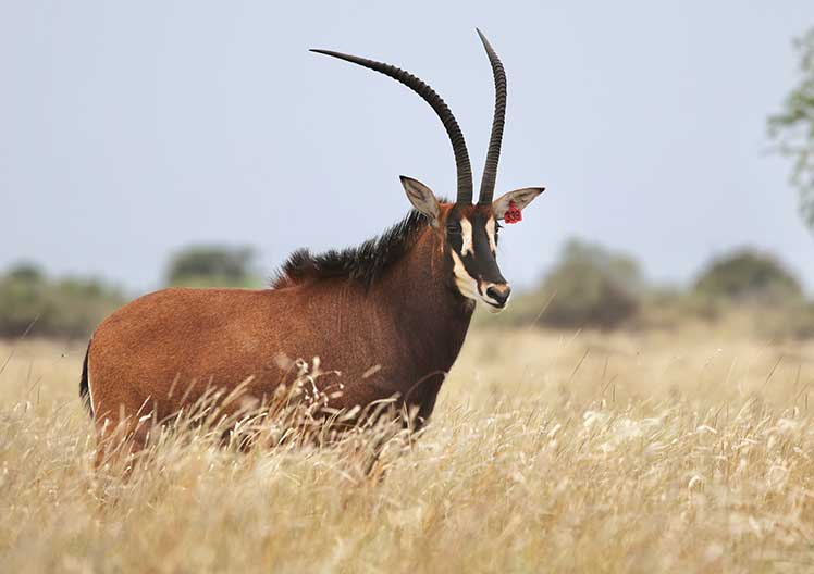 Sable cow R339, 35″, standing in the veld