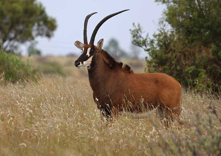 Sable cow Y7056, 32 2/8″ at 5 years 5 months, standing in the veld