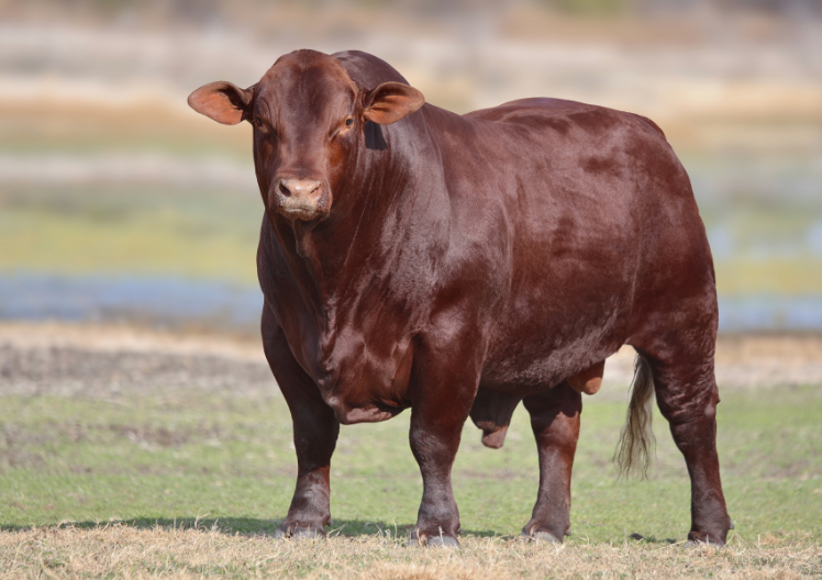 Santa Gertrudis bull VV 20-191 standing in a green pasture