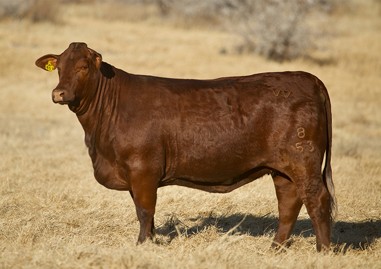 Santa Gertrudis cow standing in dry winter grass