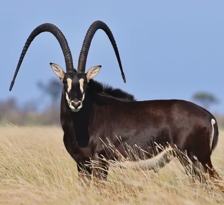 ShowTime – 56″ – sells for R2 900 000 at Summit Wildlife