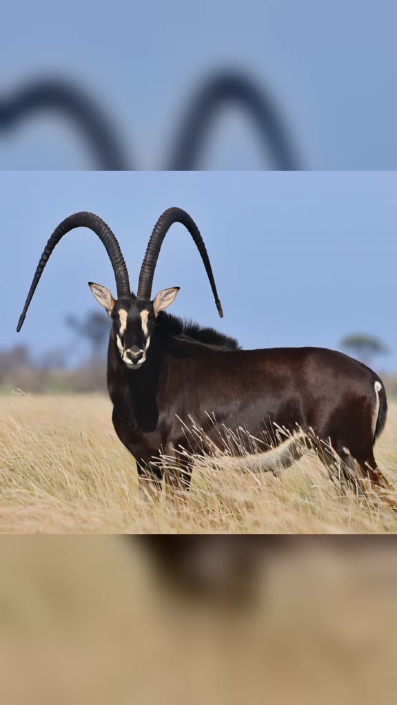 Sable bull ShowTime, 56″ – play the Summit Wildlife auction video