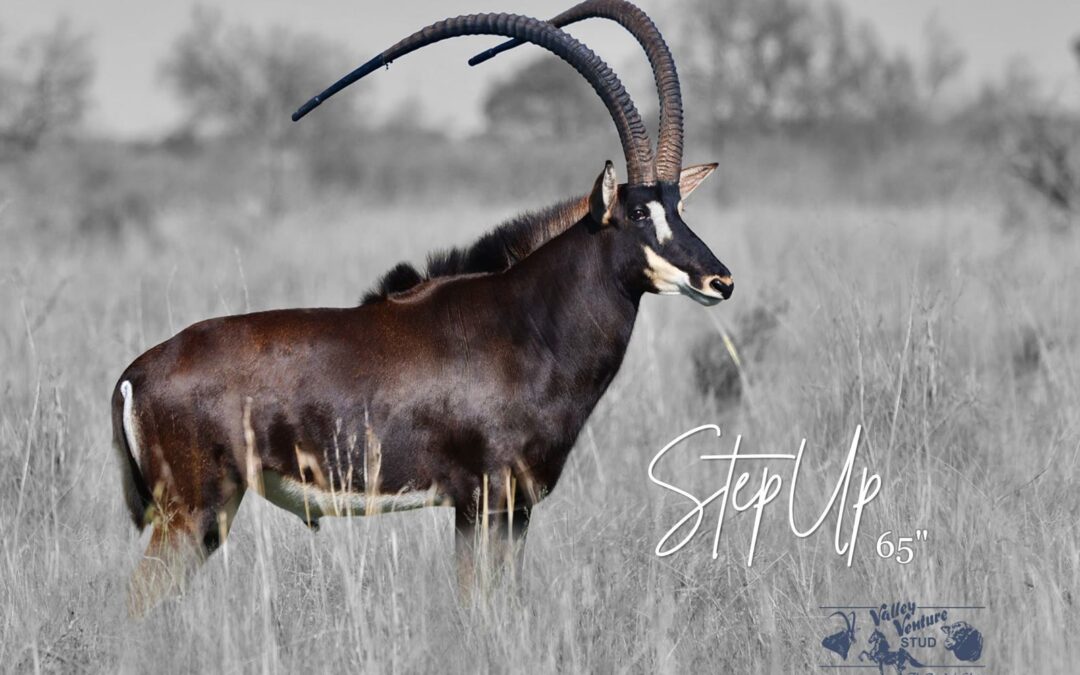 Sable bull StepUp with long sweeping horns standing in tall grass – Valley Venture Stud