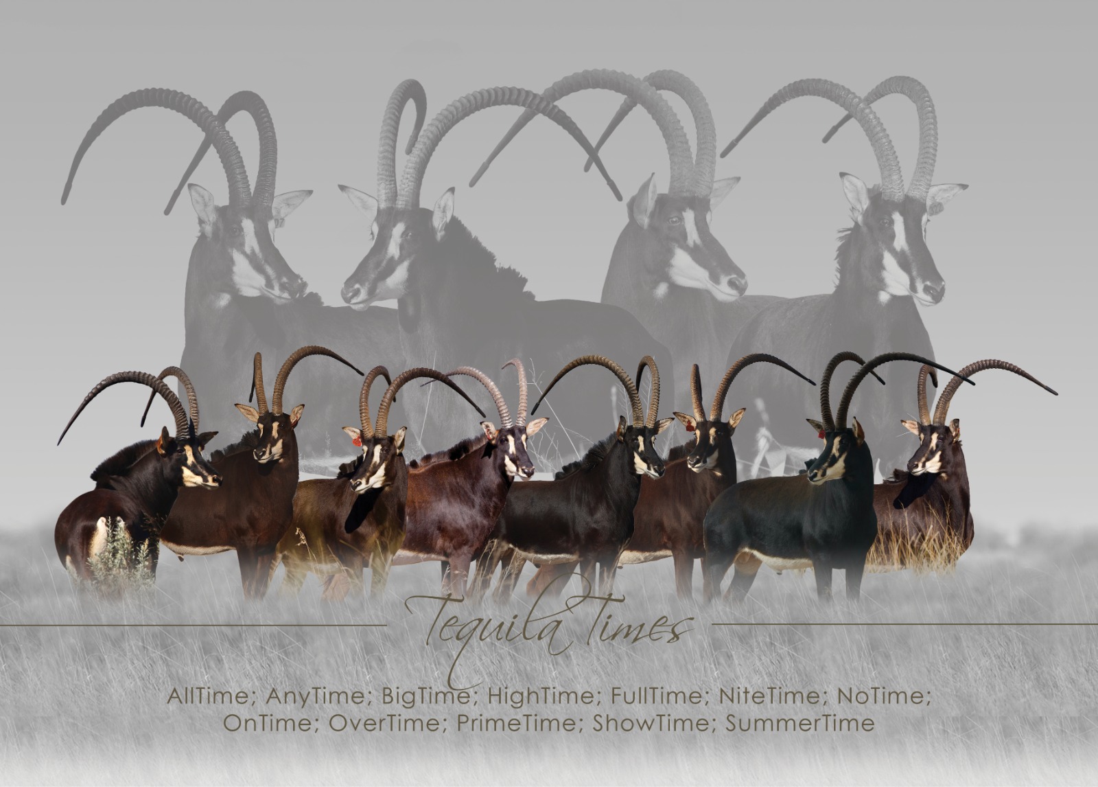 The Tequila Times – sons of the sable bull Tequila standing together