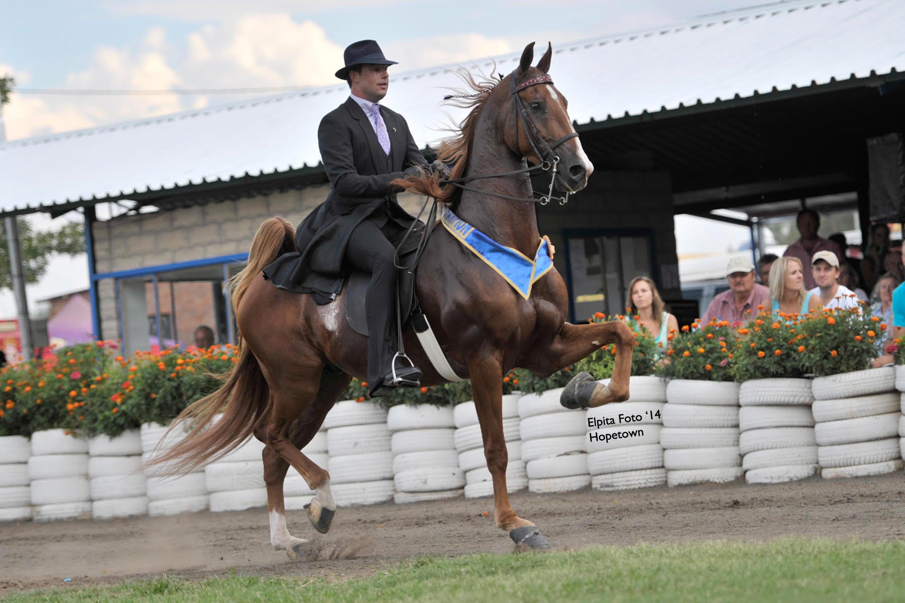 Rider in a bowler hat on a chestnut American Saddlebred trotting past a flower-lined show arena