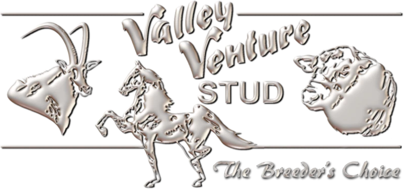 Valley Venture Stud
